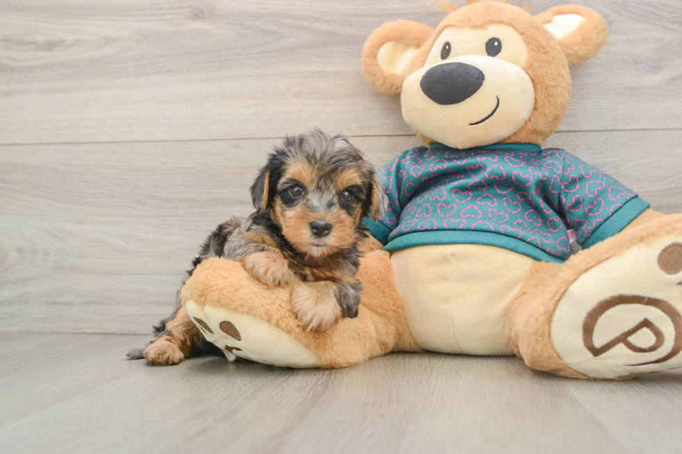 Hypoallergenic Yorkie Doodle Poodle Mix Puppy