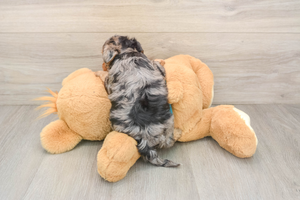 Small Yorkie Poo Baby