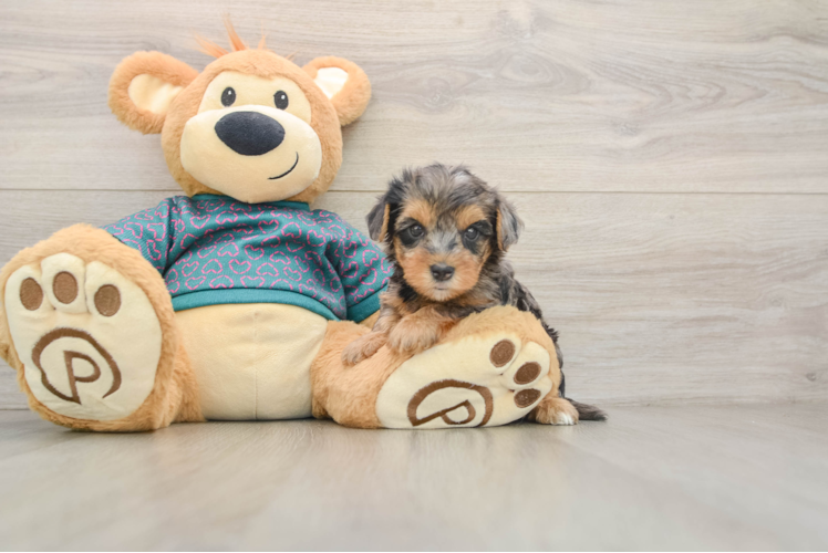 Yorkie Poo Pup Being Cute