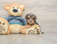 6 week old Yorkie Poo Puppy For Sale - Simply Southern Pups