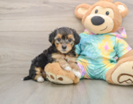 8 week old Yorkie Poo Puppy For Sale - Simply Southern Pups