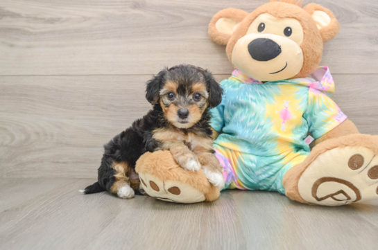 Best Yorkie Poo Baby