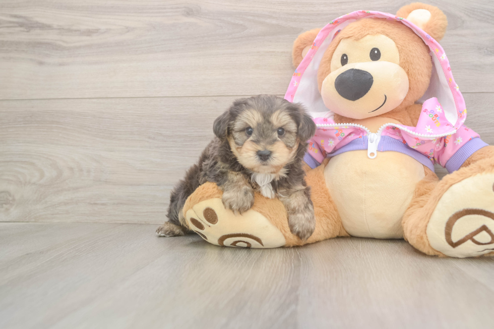 Best Yorkie Poo Baby