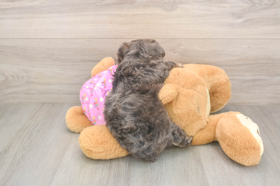 Yorkie Poo Pup Being Cute