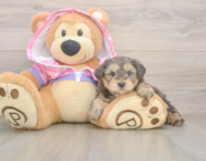 7 week old Yorkie Poo Puppy For Sale - Simply Southern Pups