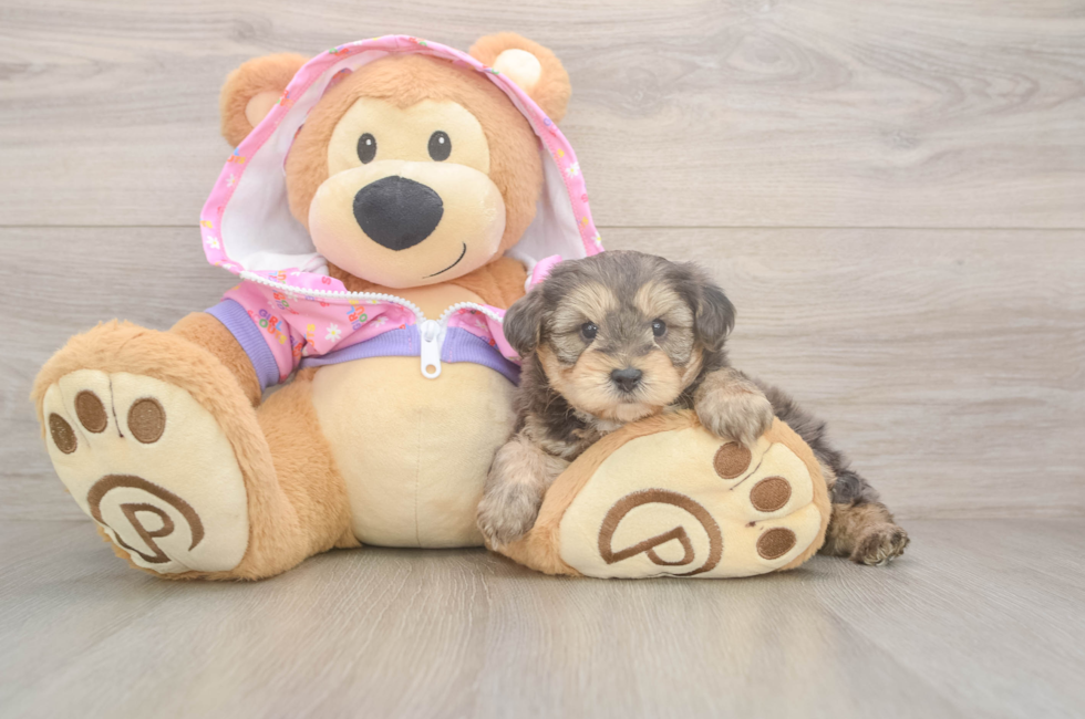 5 week old Yorkie Poo Puppy For Sale - Simply Southern Pups