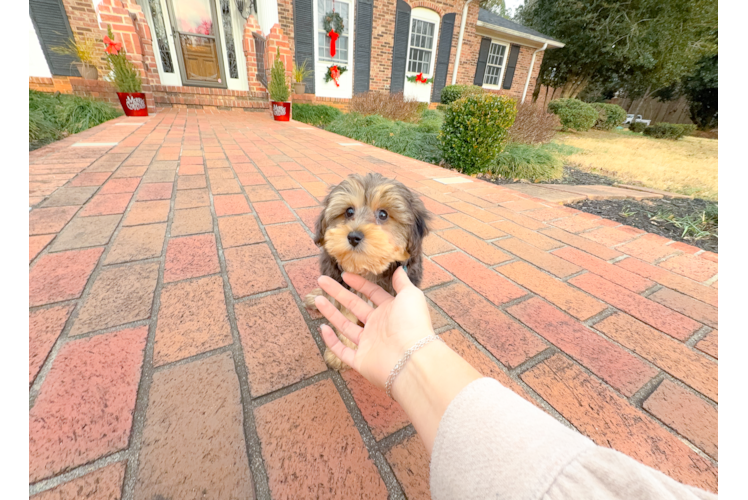 Best Yorkie Poo Baby