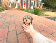 9 week old Yorkie Poo Puppy For Sale - Simply Southern Pups