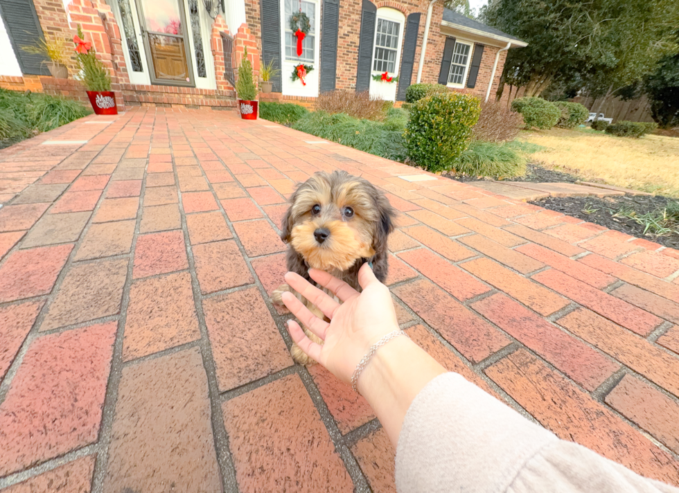 Best Yorkie Poo Baby