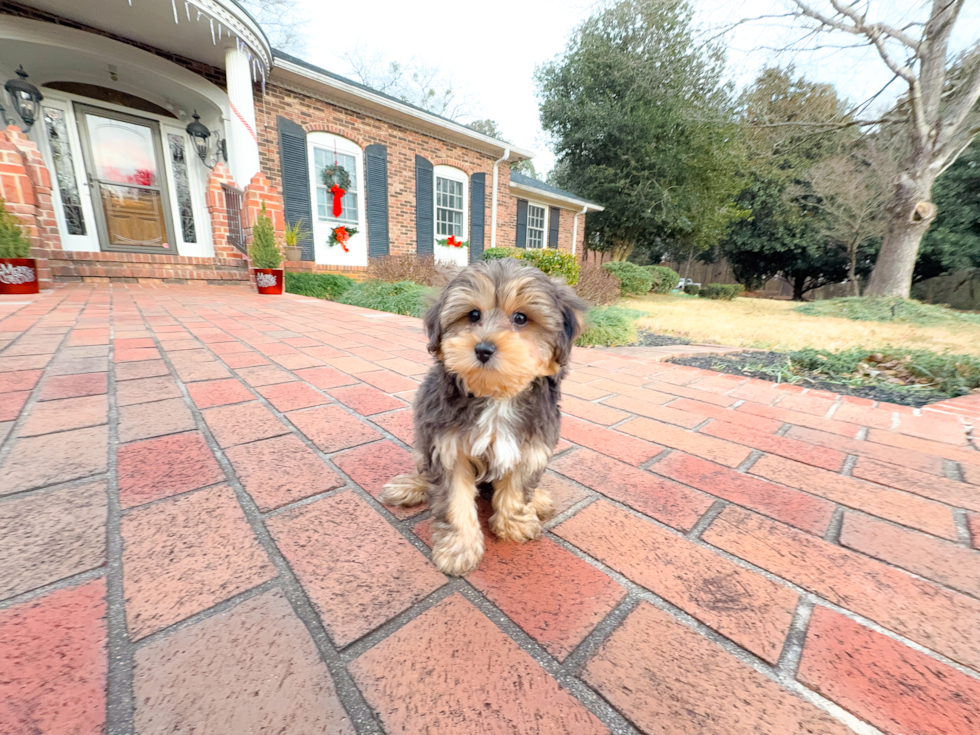 Cute Yorkie Doodle Poodle Mix Puppy
