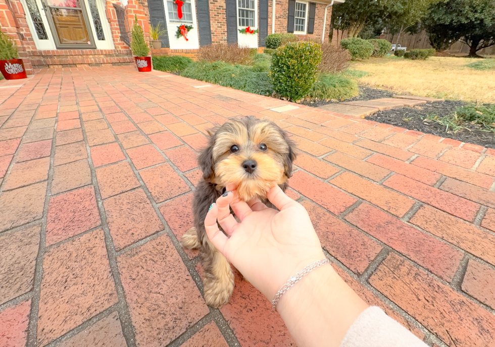 Cute Yorkie Poo Poodle Mix Pup