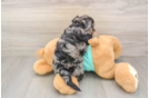 Yorkie Poo Pup Being Cute