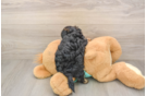 Energetic Yorkipoo Poodle Mix Puppy