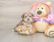 8 week old Yorkie Poo Puppy For Sale - Simply Southern Pups