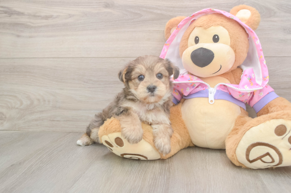 5 week old Yorkie Poo Puppy For Sale - Simply Southern Pups