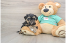 Yorkie Poo Pup Being Cute