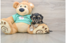 Hypoallergenic Yorkie Doodle Poodle Mix Puppy