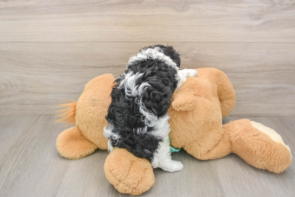 Energetic Yorkipoo Poodle Mix Puppy