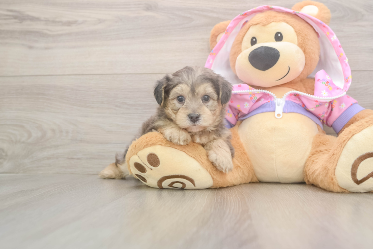 Yorkie Poo Pup Being Cute