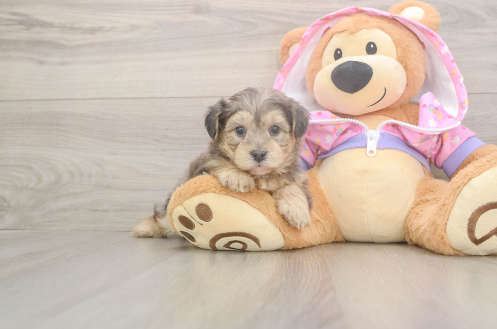 5 week old Yorkie Poo Puppy For Sale - Simply Southern Pups