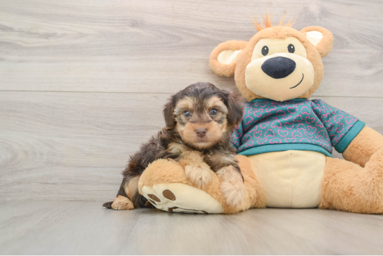 Small Yorkie Poo Baby