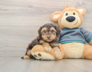 7 week old Yorkie Poo Puppy For Sale - Simply Southern Pups