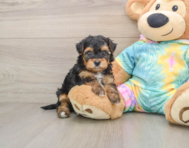 6 week old Yorkie Poo Puppy For Sale - Simply Southern Pups