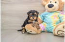 Popular Yorkie Poo Poodle Mix Pup