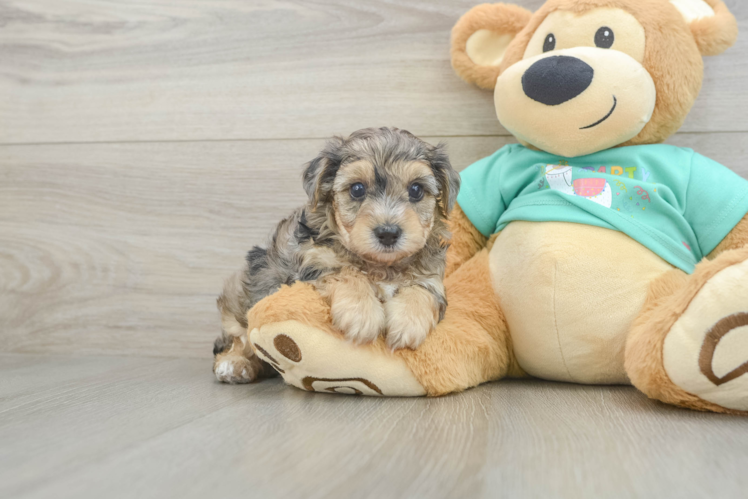 Small Yorkie Poo Baby