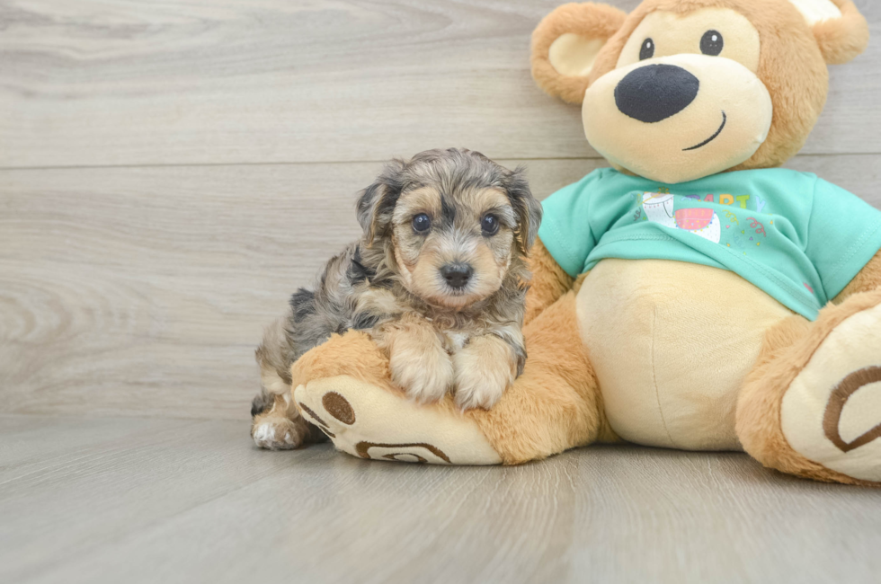 5 week old Yorkie Poo Puppy For Sale - Simply Southern Pups