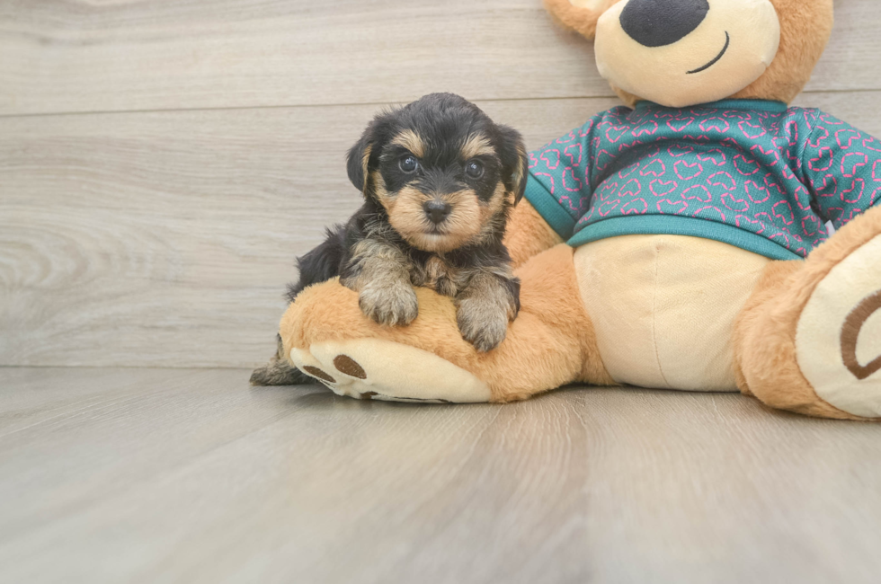5 week old Yorkie Poo Puppy For Sale - Simply Southern Pups