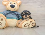 7 week old Yorkie Poo Puppy For Sale - Simply Southern Pups