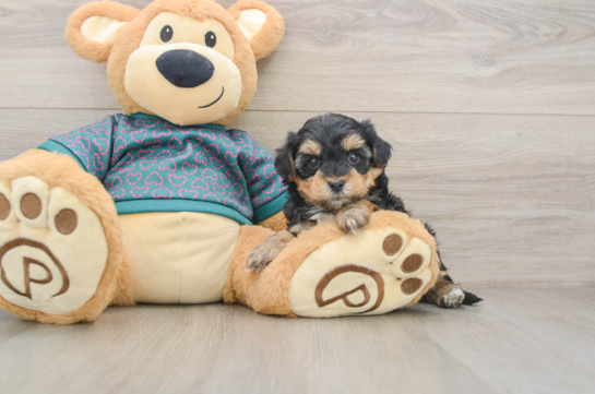 Yorkie Poo Puppy for Adoption