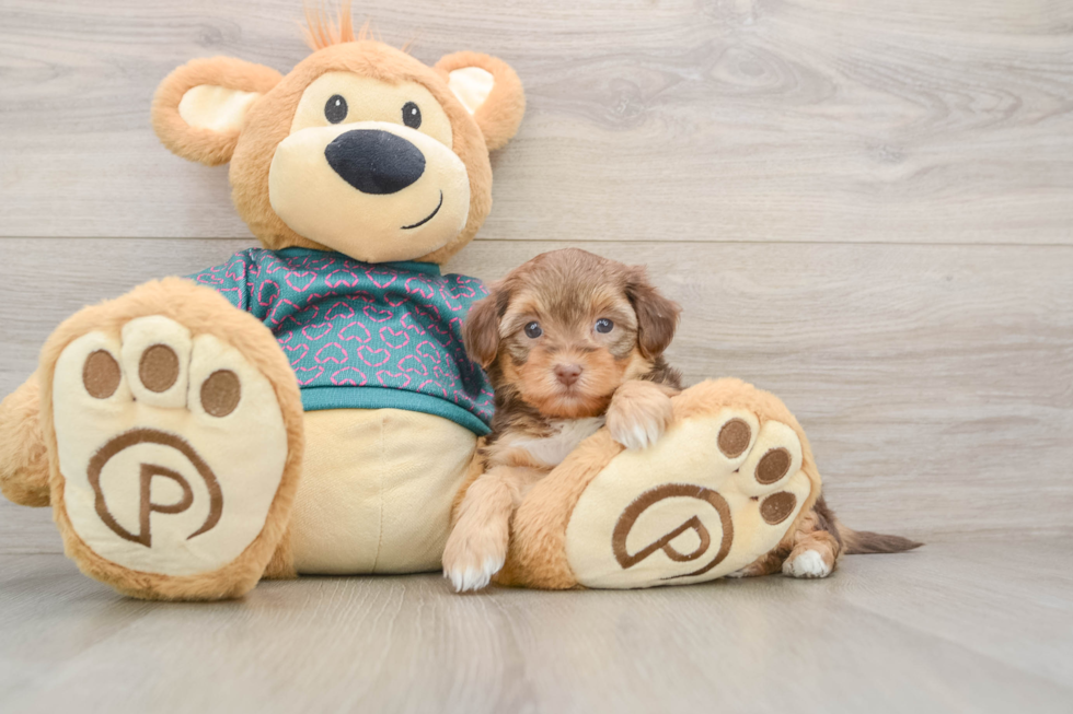Yorkie Poo Pup Being Cute