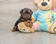 6 week old Yorkie Poo Puppy For Sale - Simply Southern Pups