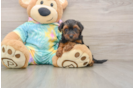 Yorkie Poo Pup Being Cute