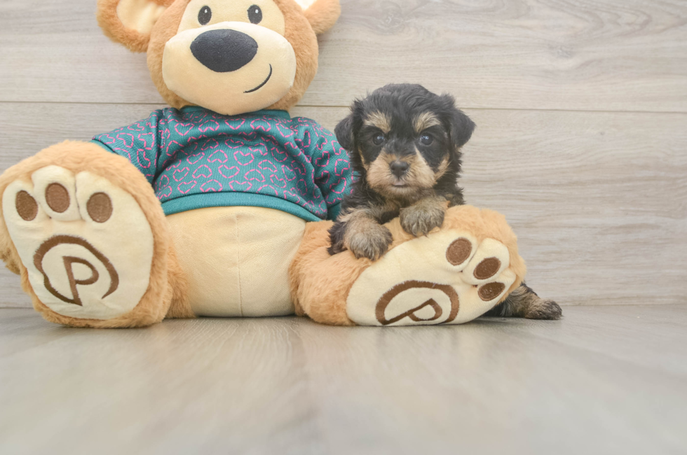 5 week old Yorkie Poo Puppy For Sale - Simply Southern Pups