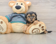 8 week old Yorkie Poo Puppy For Sale - Simply Southern Pups