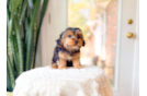 Yorkie Poo Puppy for Adoption
