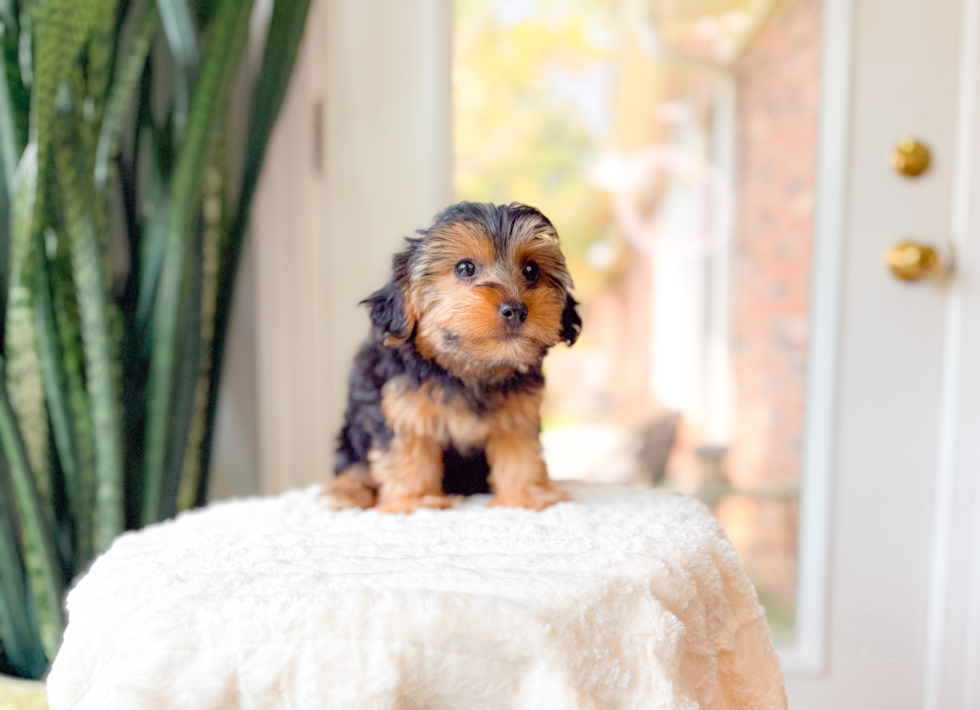 Yorkie Poo Puppy for Adoption