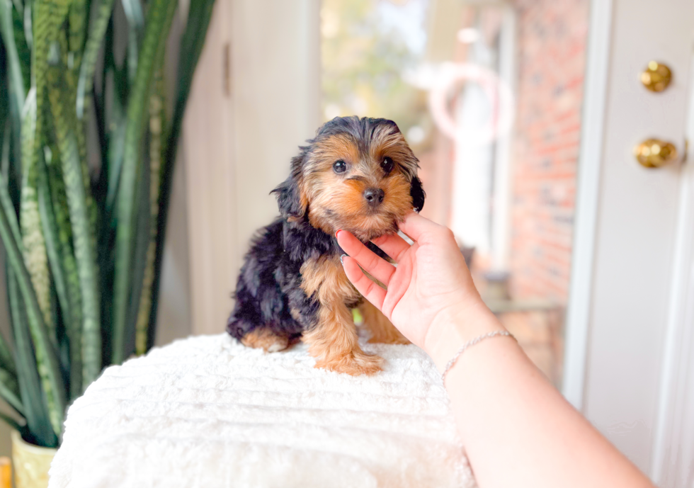 Best Yorkie Poo Baby