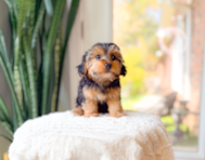 9 week old Yorkie Poo Puppy For Sale - Simply Southern Pups