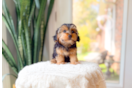 Yorkie Poo Puppy for Adoption