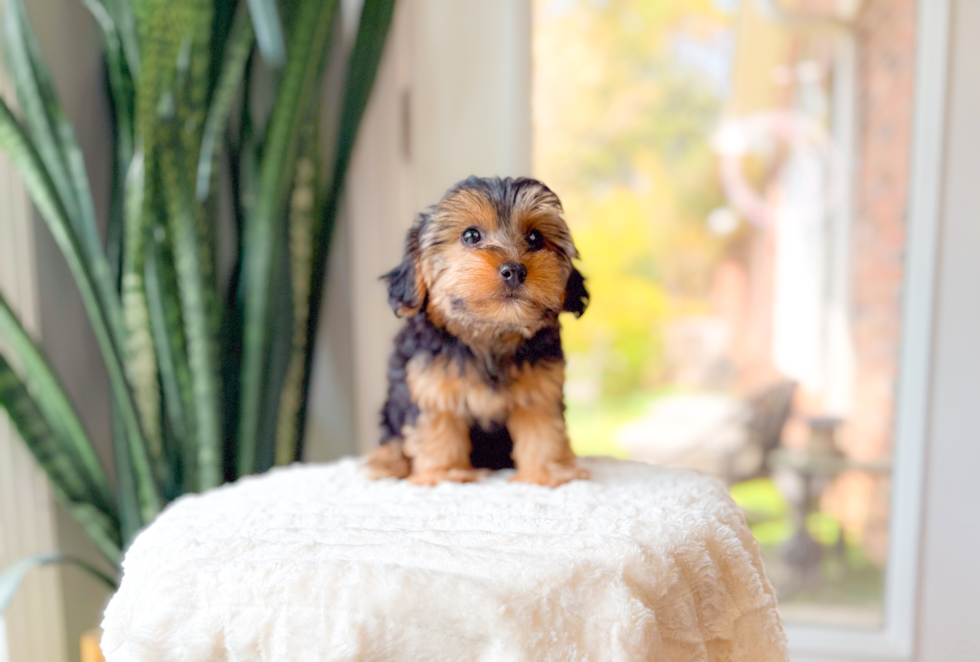 Yorkie Poo Puppy for Adoption