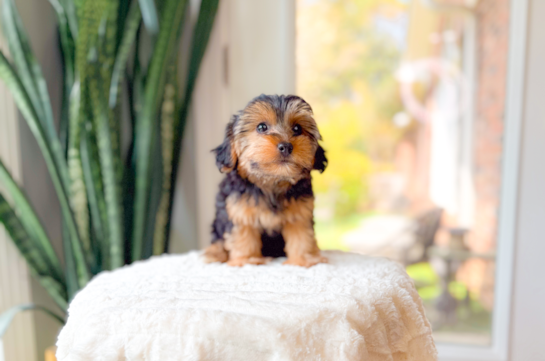 Yorkie Poo Puppy for Adoption