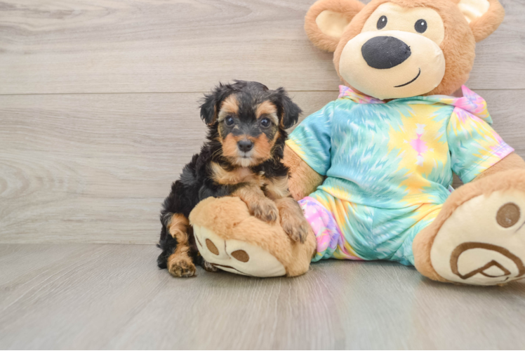 Best Yorkie Poo Baby