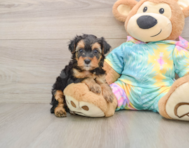 7 week old Yorkie Poo Puppy For Sale - Simply Southern Pups