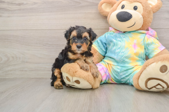 Best Yorkie Poo Baby