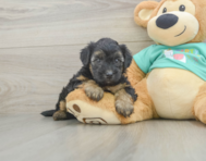7 week old Yorkie Poo Puppy For Sale - Simply Southern Pups