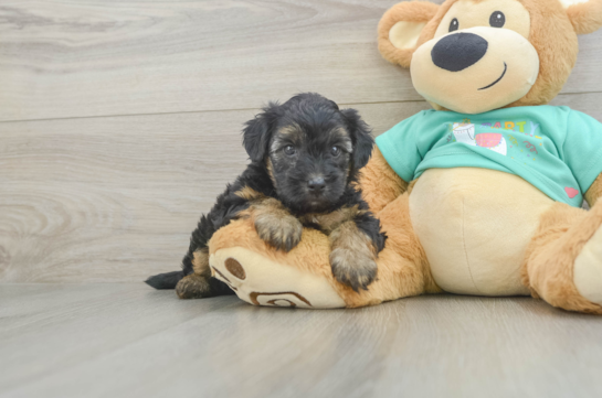 Adorable Yorkiedoodle Poodle Mix Puppy